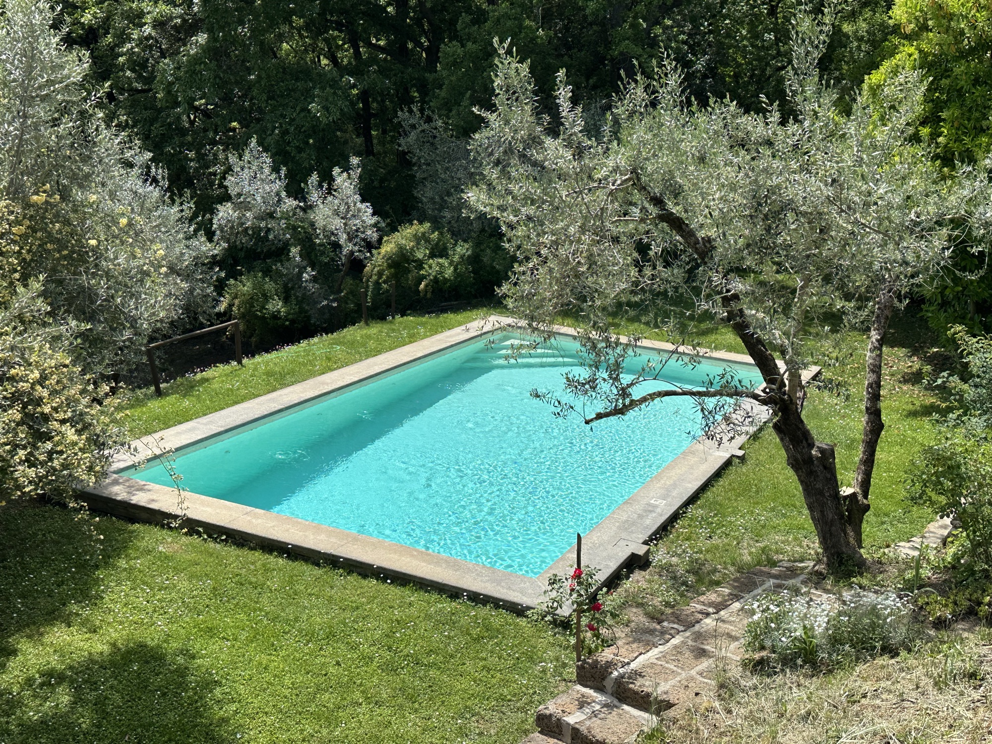 Türkisblauer Pool zwischen Olivenbäumen von oben gesehen