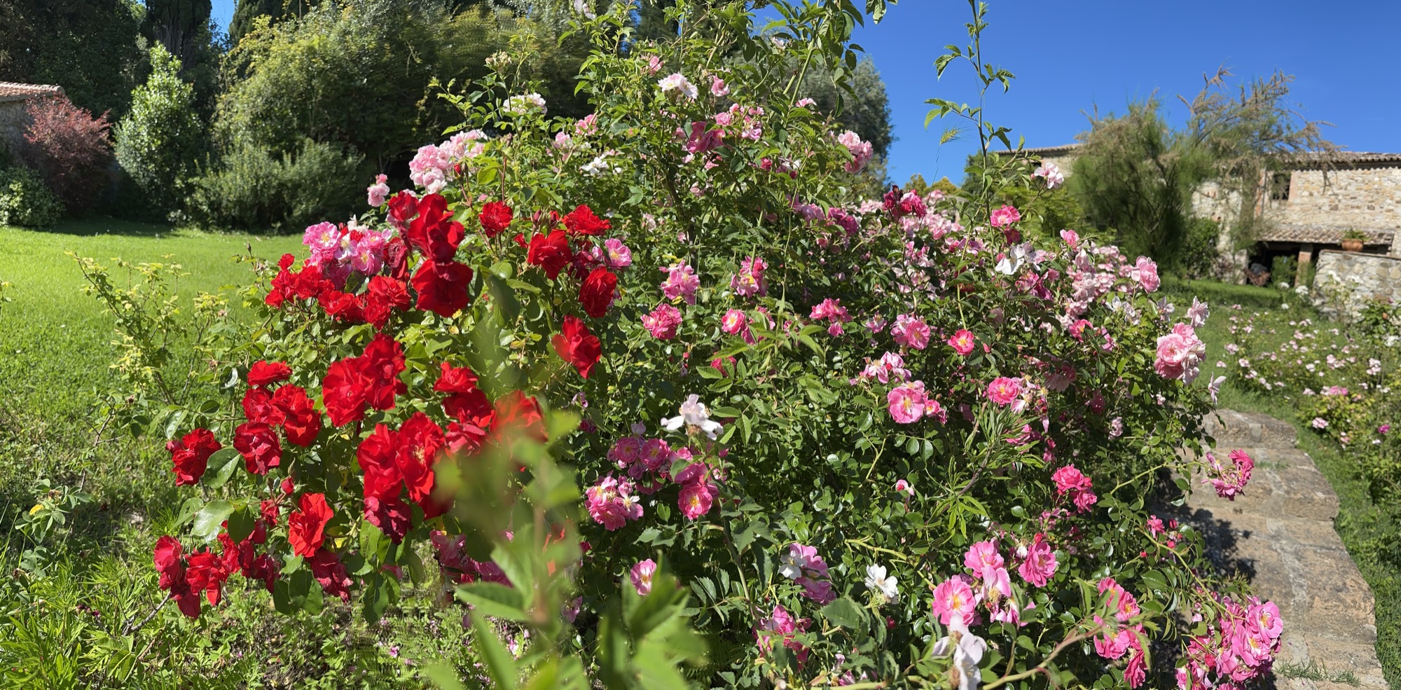 Blühende rote und rosa Rosenbüsche im Garten